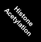 Histone Deacetylation NCOR Sin3 HDAC TRAP ARC TAFs TATA GRIP1 TBP TFIIH