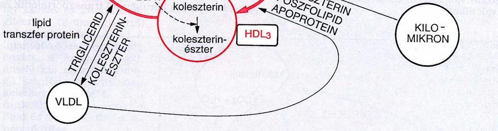 receptor a máj