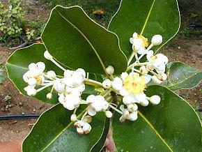 Promising plants and active compounds that reqire further studies