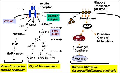 Az inzulin receptor és az intracelluláris szignalizáció: Heterotetramer transzmembrán molekula (2α-2β alegységek) tirozin-kináz aktivitás a receptor autoaktivációját (Tyr-foszforilálást az inzulin