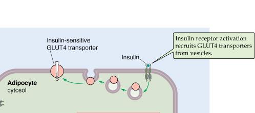 A glükóz permeabilitás szabályozása GLUT4 transzlokáció Inzulin kötés indukálta transzlokáció Izomsejtek: a GLUT4 a munkavégzés hatására is transzlokálódik!