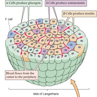 1 millió sziget, a szerv össztömegének 2%-a Sejttípusok: α sejtek: glukagon (10%, sziget periféria) β sejtek: inzulin (80% centralis) (amylin) δ sejtek: somatostatin (5-10%, diffúz) F (PP) sejtek: