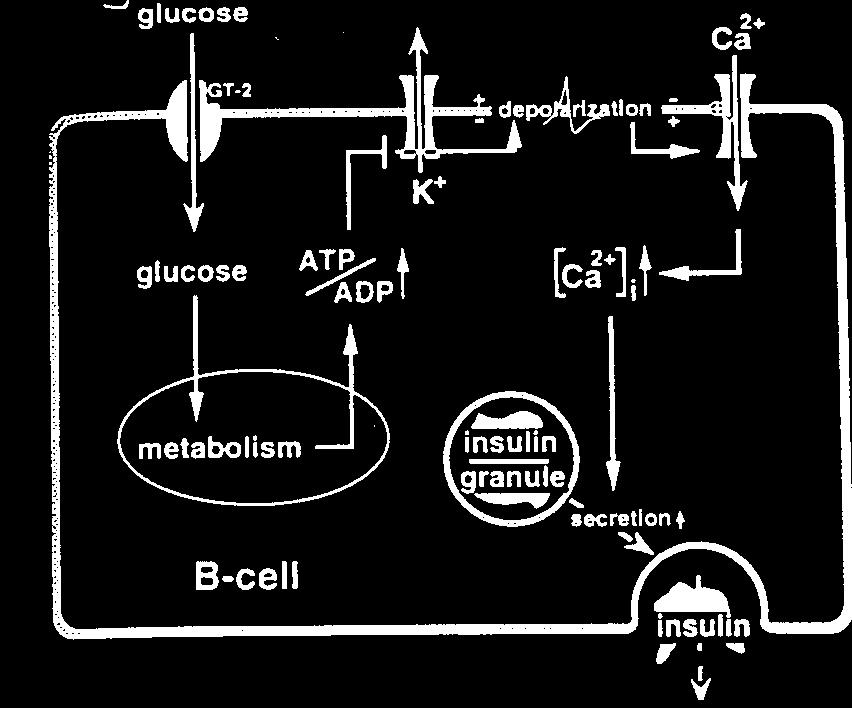 Az inzulin szekréció mechamizmusa II.