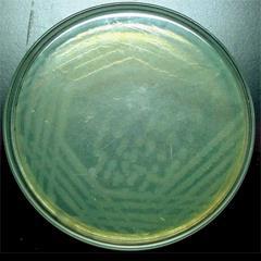 11. Pseudomonas