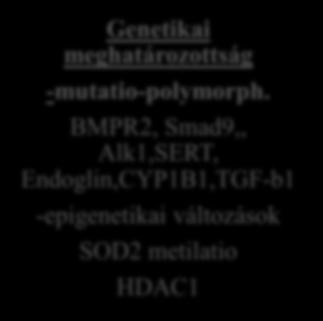 fibroblastok, complement