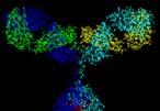 Immunelemzés (immunoassay) Az antitest antigén kölcsönhatás Antitest (antibody, Ab): a fehérjék egy igen fontos csoportja, amelyeket immunreakció során a szervezet termel.