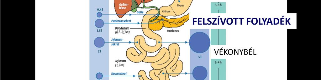 (csont és fog képzés) caries, osteoporosis flourosis Cink (Zn) enzimek, inzulin része lassukó növekedés, hipogonadizmus