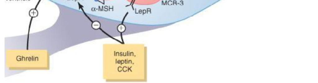 (roncsolása: aphagia, éhezés) orexigén neuronok éhségért felelős hormon Orexigén (táplálékfelvételt fokozó) és anorexigén (táplálékfelvételt