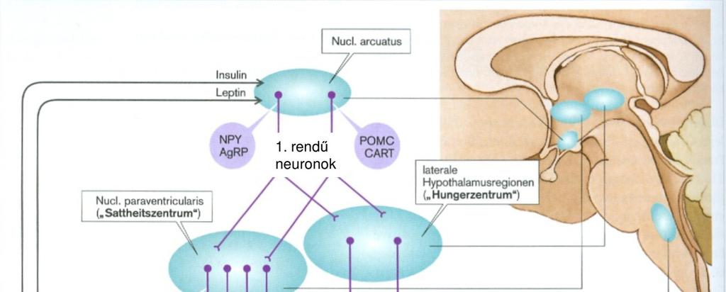 orexigén neuronok