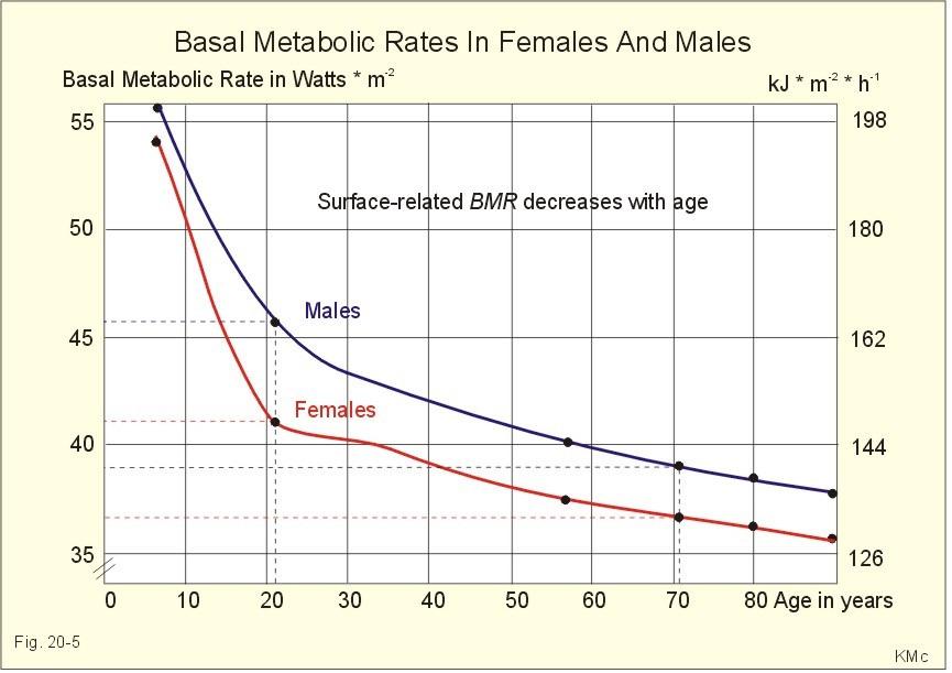 A szervezet energiafelhasználása NYUGALMI ENERGIAFORGALOM (Resting Metabolic Rate; RMR): fizikai és szellemi nyugalomban mérhető energiaforgalom ALAP ENERGIAFORGALOM (=alapanyagcsere, Basal metabolic