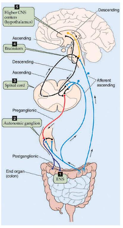Gastrointestinális reflexek 1. Lokális reflex: a reflexív valamennyi neuronja az EIR tagja, a reflex a bélfalon belül integrálódik. (pl. bélperisztaltika) KIR pl.