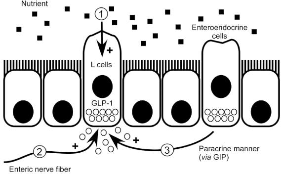 Az enteroendokrin rendszer A peptid jelzőmolekulákat termelő enteroendokrin sejtek a hámban diffúzan, egyesével helyezkednek el.