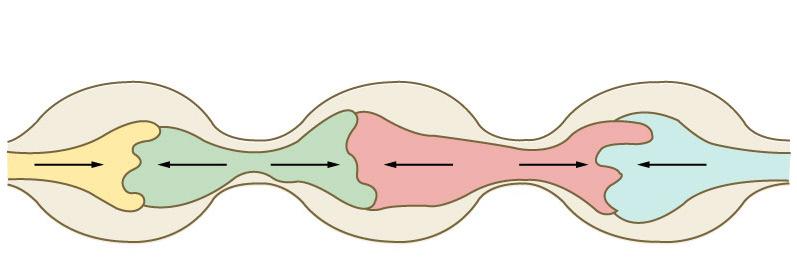 szegmentáló mozgások vékony- és vastagbél ingamozgások