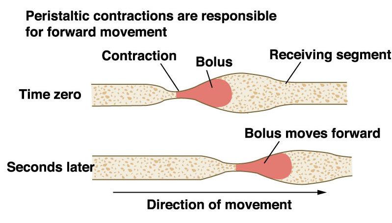 PERISTALTICUS MOZGÁSOK A peristalticus mozgások feladata a béltartalom továbbítása contractiós gyűrű relaxatio Az elmozdulás aboralis/caudalis/analis irányú 37 BAYLISS-STARLING FÉLE BÉLTÖRVÉNY A