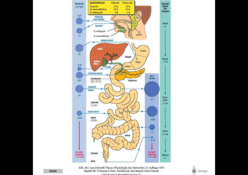 BEVITT FOLYADÉK TARTÓZKODÁSI IDŐ SZÁJ SZEKRETÁLT FOLYADÉK GYOMOR VÉKONYBÉL COLON RECTUM 9,1 L/nap 9 L/nap FELSZÍVOTT FOLYADÉK 3 A folyadék és tápanyagfelszívás kulcsa a vékonybél!