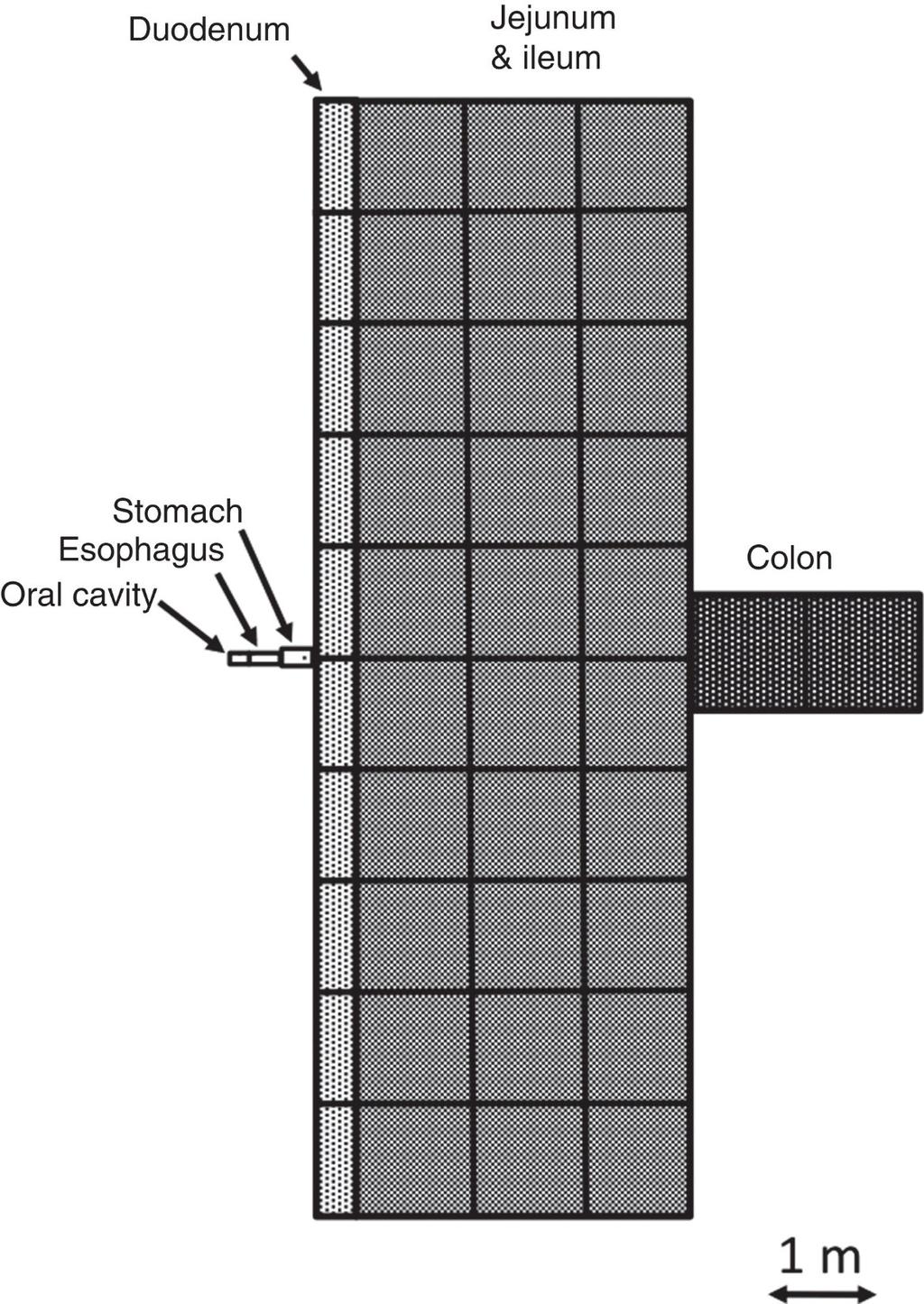 Scand J Gastroenterol 2014 Jun;49(6):681-9. Intro: According to textbooks, the human gut mucosa measures 260-300 m 2, that is, in the order of a tennis court.