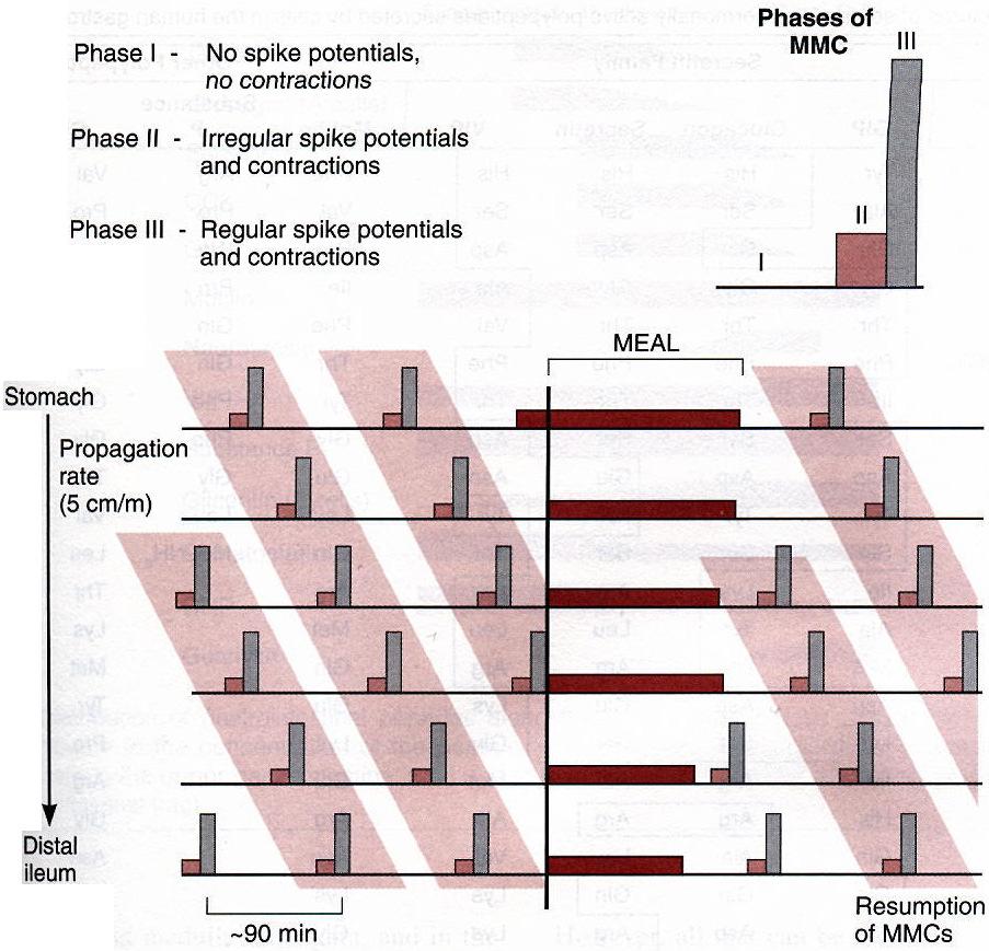 1,5 órás szünetekkel Az aktivitás a gyomorból indul ki és caudalis irányba terjed a vékonybél végéig!