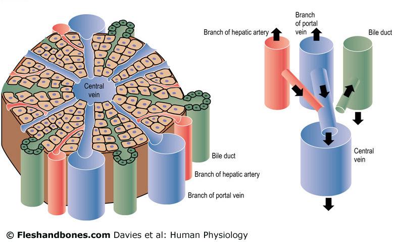 A máj mikrocirkulációja V. portae A. hepatica epeút V.centralis V.