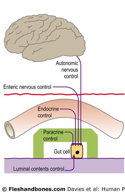 Idegi és humorális szabályozás a tápcsatornában enterális idegrendszeri kontroll KIR vegetativ idegi kontroll bélfal endokrin kontroll parakrin kontroll célsejt béltartalom kontroll mechanikai,