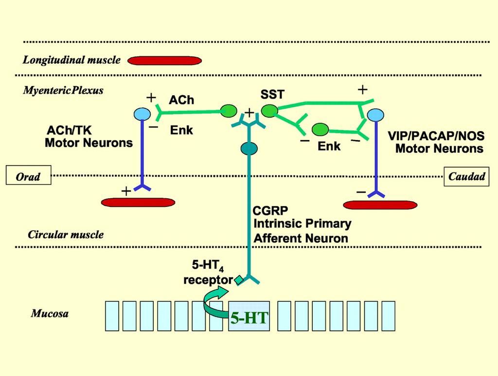 Példa: A nyálkahártya érintésére a hám chromaffin sejtjeiből szerotonin szabadul fel, mely ingerli az EIR szenzoros neuron végződést.