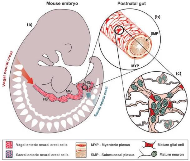 Az EIR fejlődése Az enterális neuronok a ganglionléc (neural crest) paraszimpatikus (főleg vagalis) elemeiből származnak, az utóbélben fontos