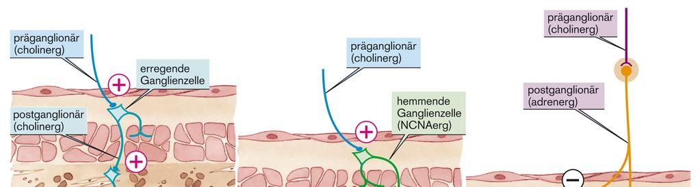 ( viszcerális agy aka brain in the gut Bauchhirn ) FG-MG-HG foregut-midgut-hindgut : előbél-középbél-utóbél 17 preganglionáris (kolinerg)