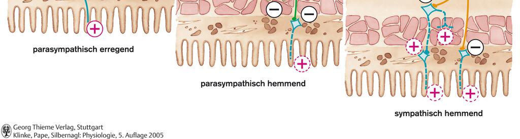 szimpatikus preganglionáris (cholinerg) postganglionáris (adrenerg) Paraszimpatikus, ingerlő Paraszimpatikus, gátló Szimpatikus, gátló (α 2