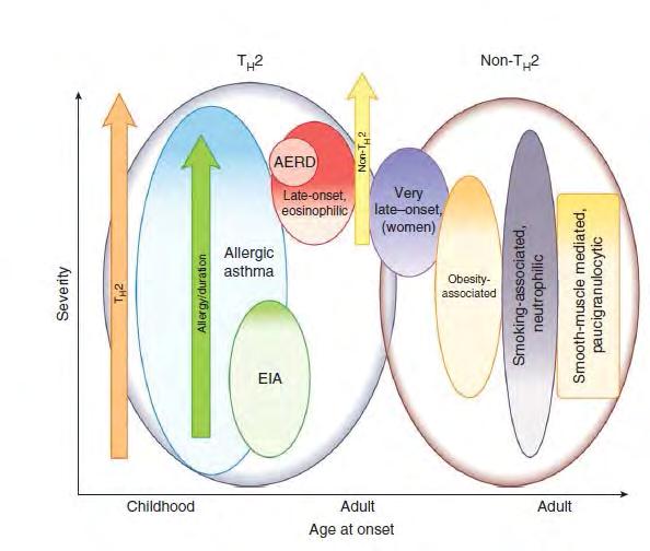 Az asztma fenotípusai a háttérben álló gyulladás szerint Wenzel SE: Asthma phenotypes