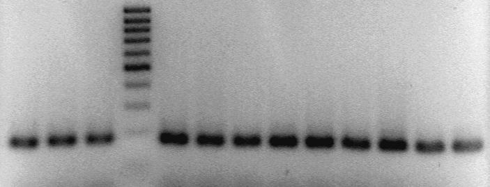 Két C4A és két C4B génnel rendelkező templát DNS analízise alapján a két génről képződő PCR termékek mennyisége 56 C-on a leginkább kiegyenlített, így a további kísérletek során ezt az anneálási