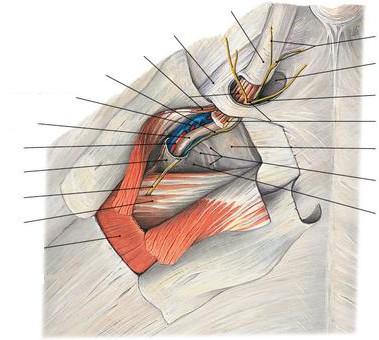 Canalis inguinalis M. obliquus externus abdominis (aponeurosis) M. transversus abdominis N. ilioinguinalis Fascia transversalis/ fascia spermatica interna A.