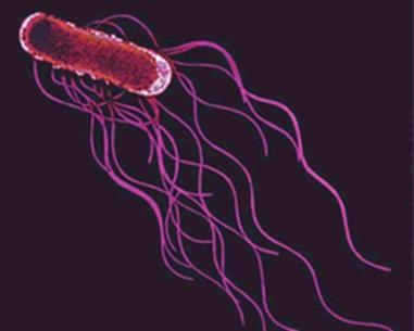 A Salmonella élelmiszerbiztonsági helyzete Salmonella: