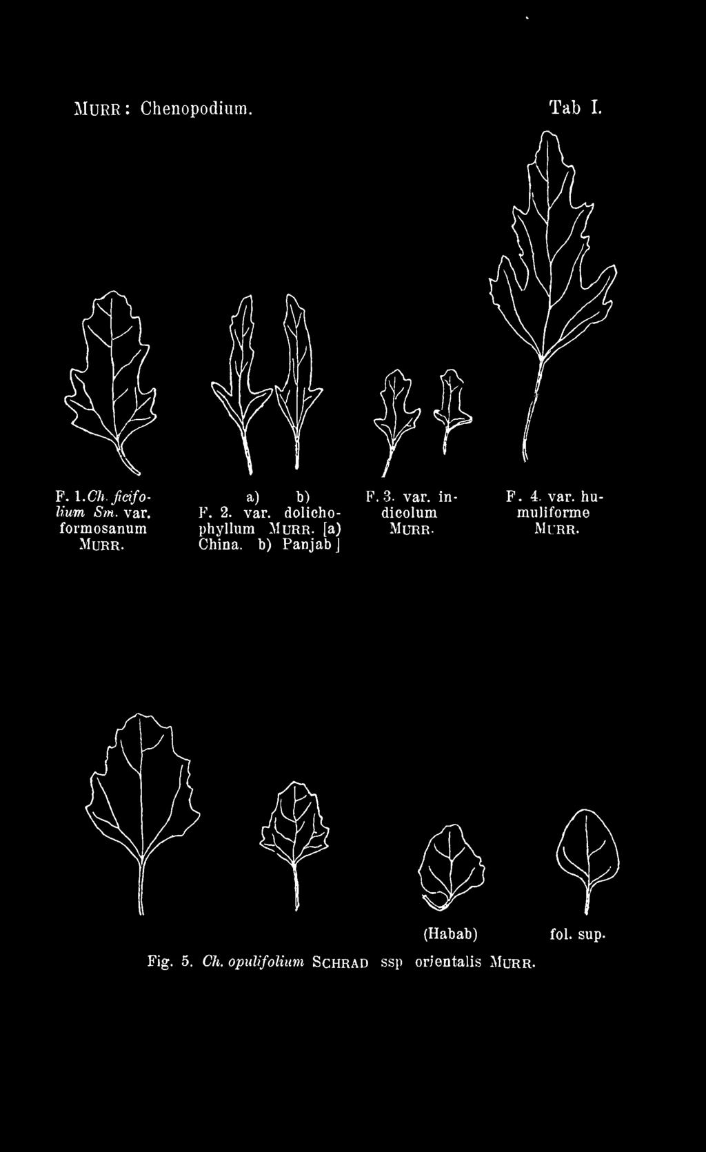 phyllum Murr. [a) China. b) Panjab j F. 3. var. indicolum Murr. F. 4. var. huxnuliforme Murr.