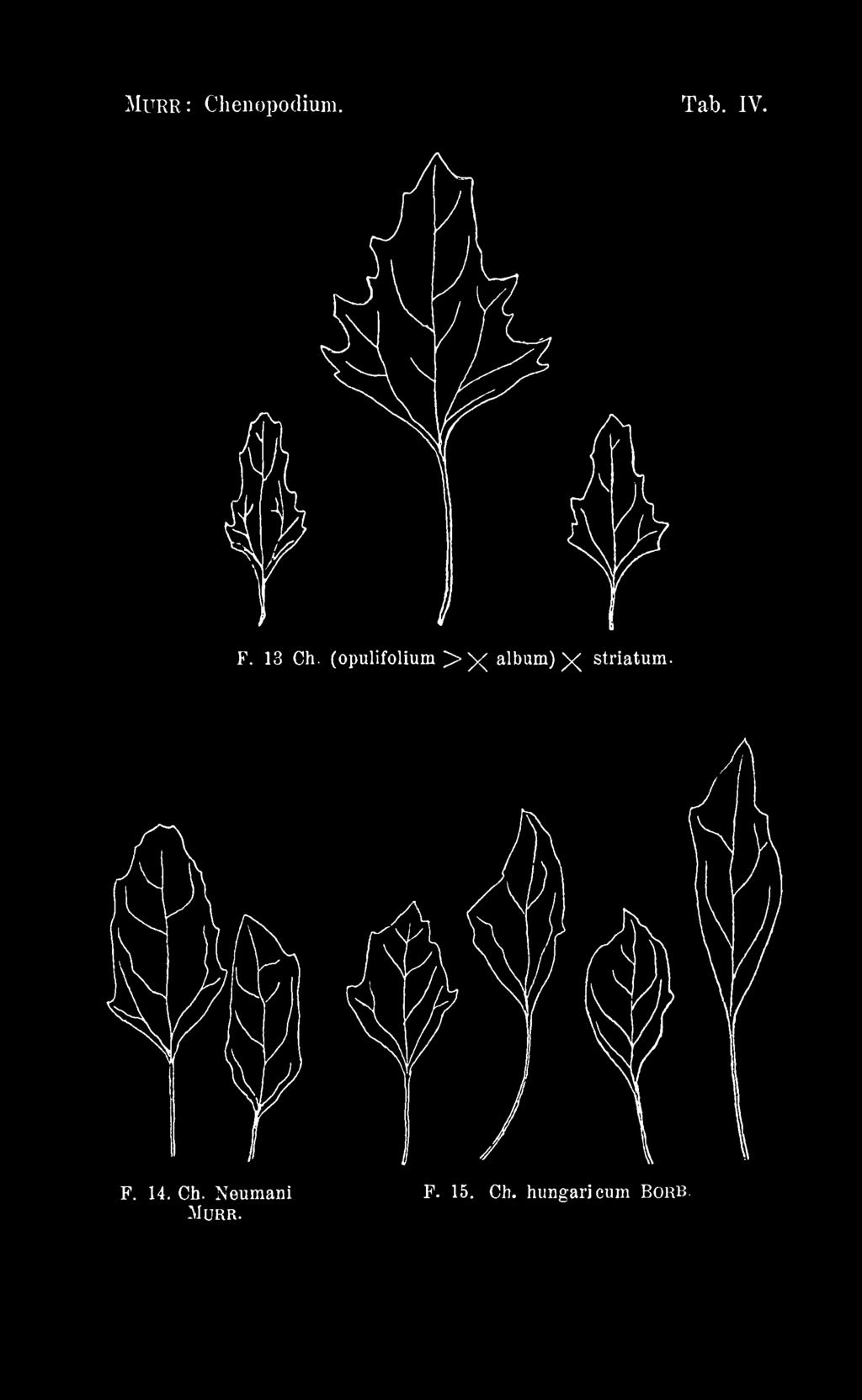 at Murr : Chenopodium. Tab. IV. F. 13 Ch.