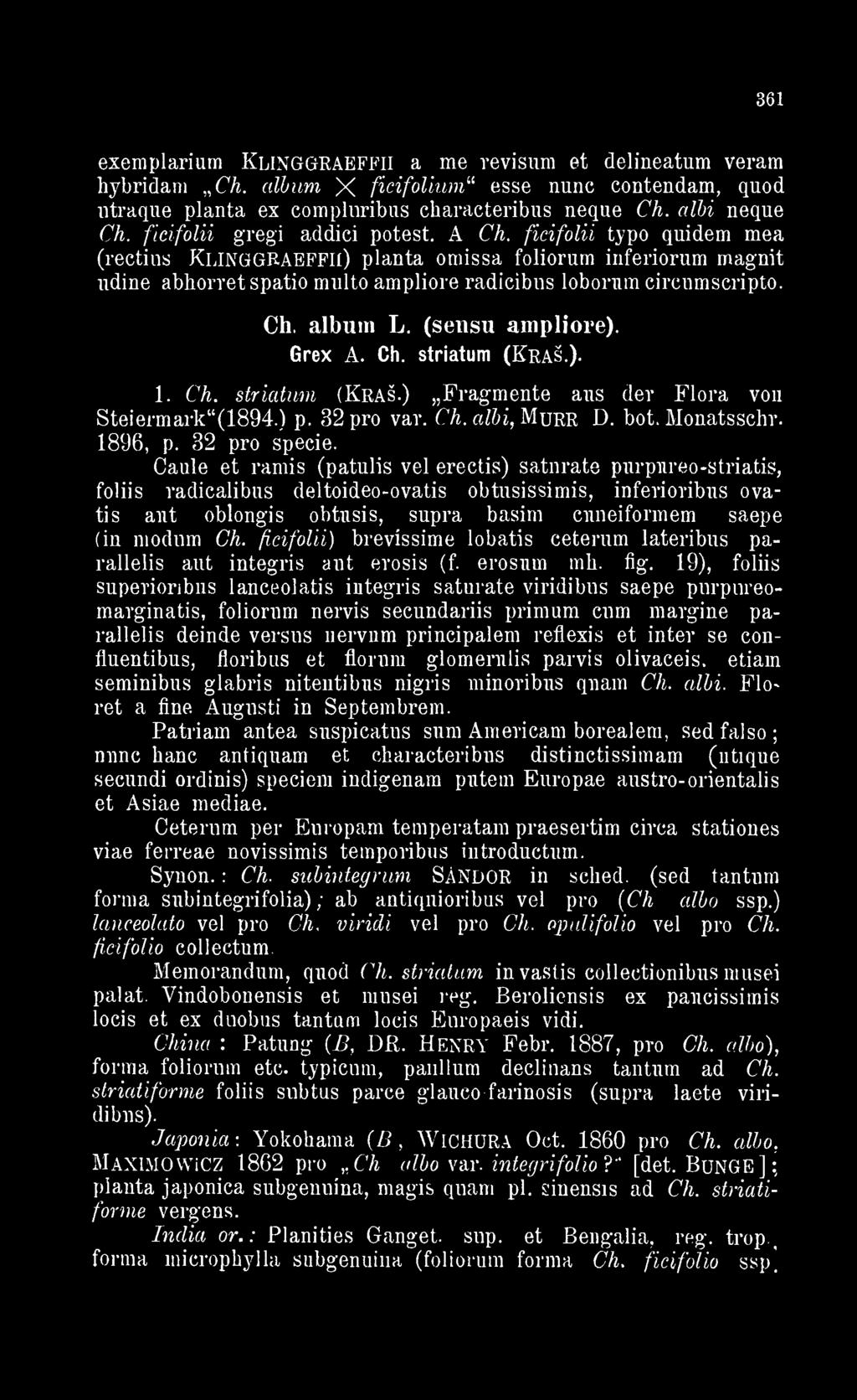 ficifolii typo quidem mea (rectius KlinggRAEFFIí) planta omissa foliorum inferiorum magnit udine abhorret spatio multo ampliore radicibus lobornm circumscripto. Ch. album L. (sensu ampliore). Grex A.