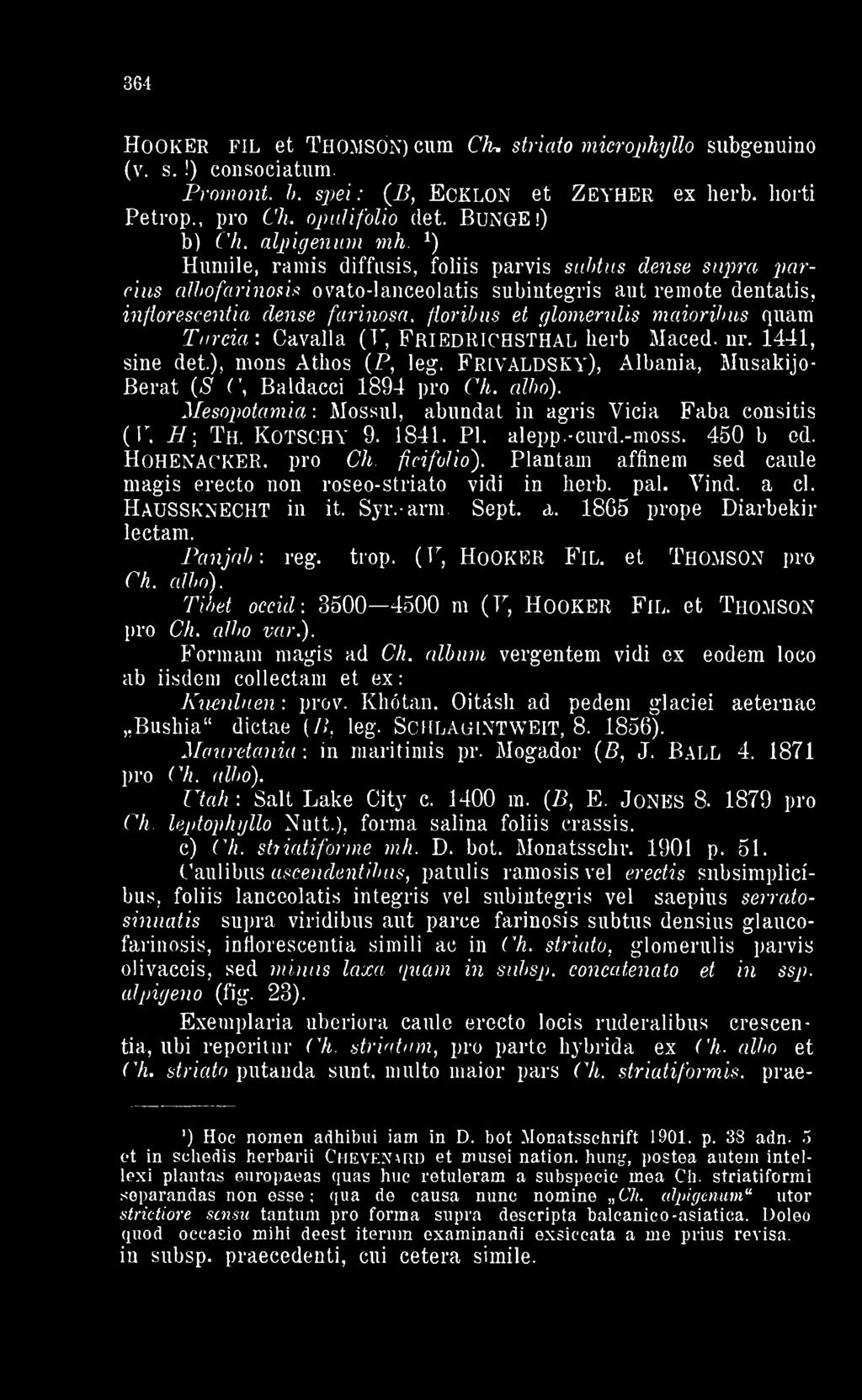 *) Humile ramis diffusis foliis parvis subtus dense supra parcius albofarinons ovato-lanceolatis subintegris aut remote dentatis infiorescentia dense farmosa fíoribus et glomerulis maioribus quam