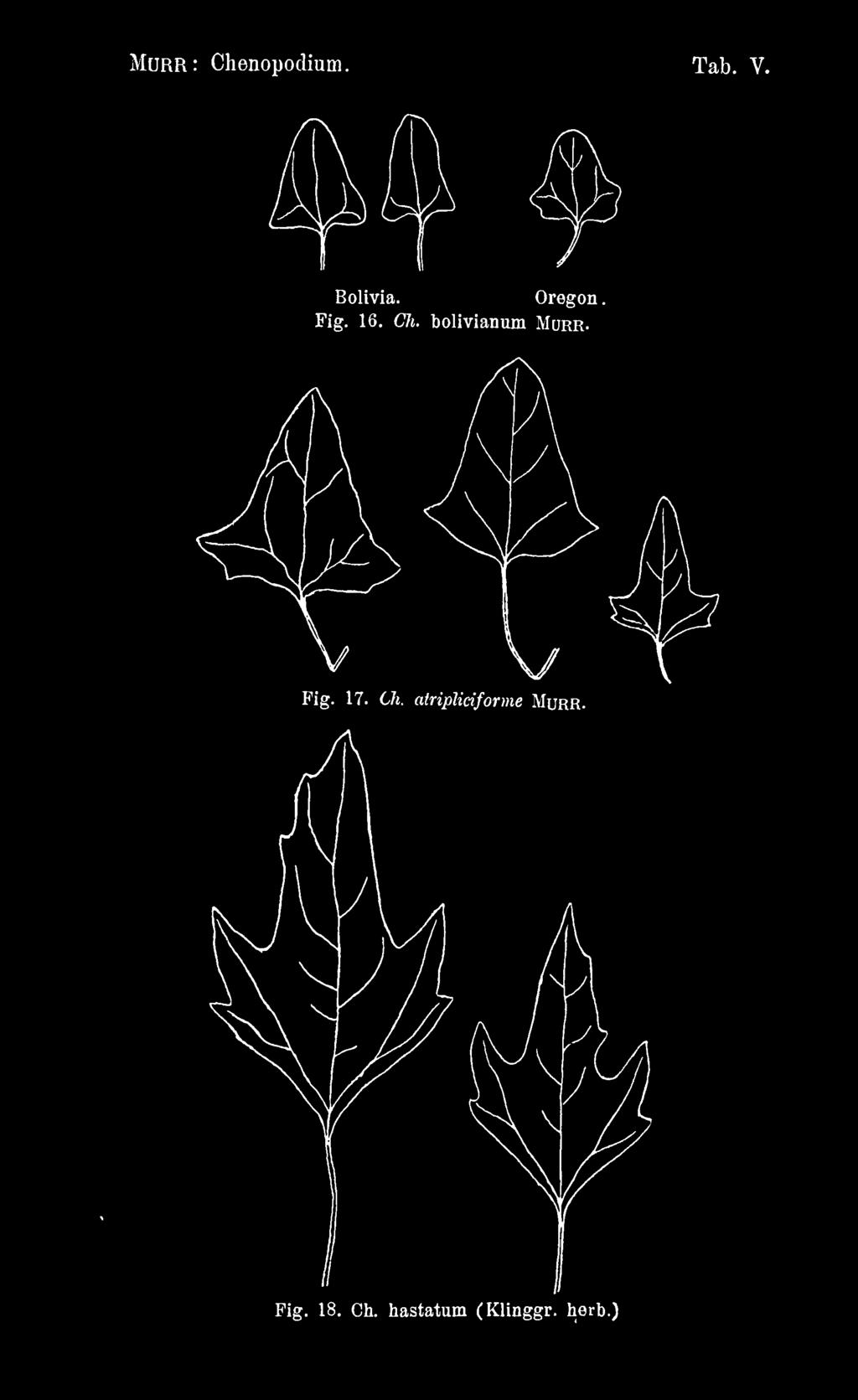 at Morr: Chenopodium. Tab. V. Bolivia. Oregon Fig. 16. Ch. bolivianum Mürr.