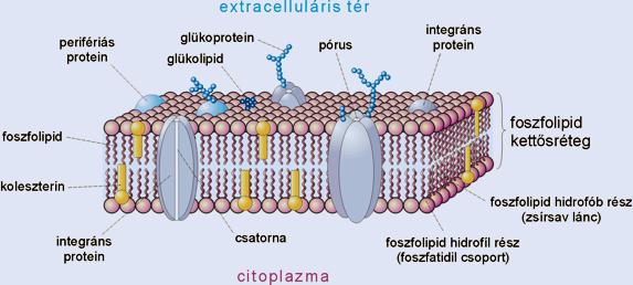 A sejt membránja Transzport folyamatok A membrán szerkezete és működése a Singer-Nicholson-féle folyékony mozaikmodellel jellemezhető.