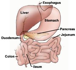 Vékonybél Abszorpció szerv patkóbél duodenum éhbél jejunum csípőbél ileum hosszúság (m) felület (m 2 ) ph