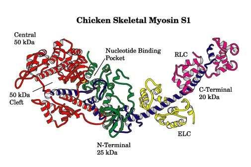 A motorfehérjék csoportosítása 1. Aktin-alapú motorfehérjék: a miozinok. 2. Mikrotubulus alapú motorfehérjék a. Dineinek. b. Kinezinek. c. Dynaminok. 3. DNS alapú motorok 4.