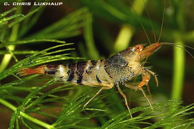 Subphylum Crustacea Rákok altörzse Kb.