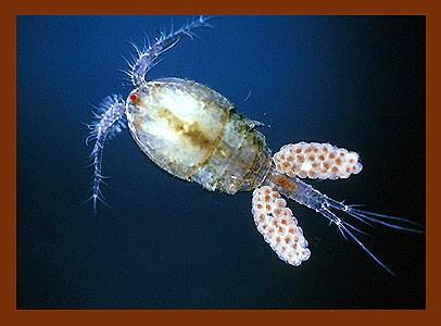 költőüreg Copepoda: