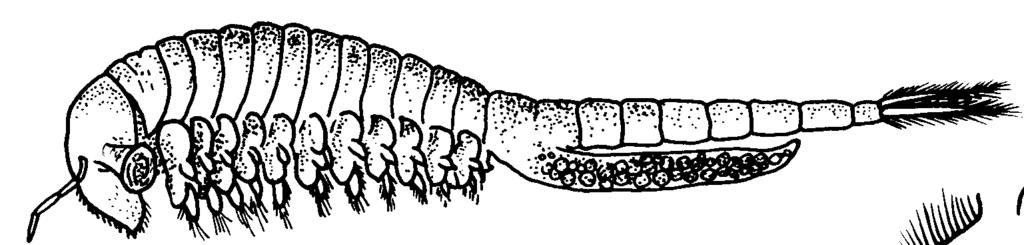 Branchipus stagnalis Közönséges