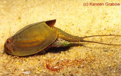 Triops cancriformis Nyári pajzsosrák 2-7 cm, gyakori hátpajzs, elvékonyodó hosszú potroh fonálszerű