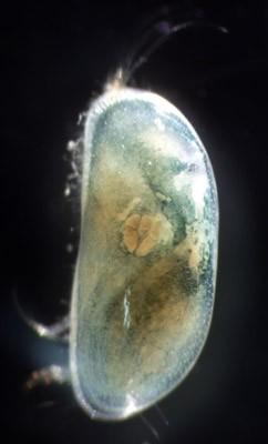 2.2. Kagylósrákok alosztálya (Subclassis Ostracoda) a.