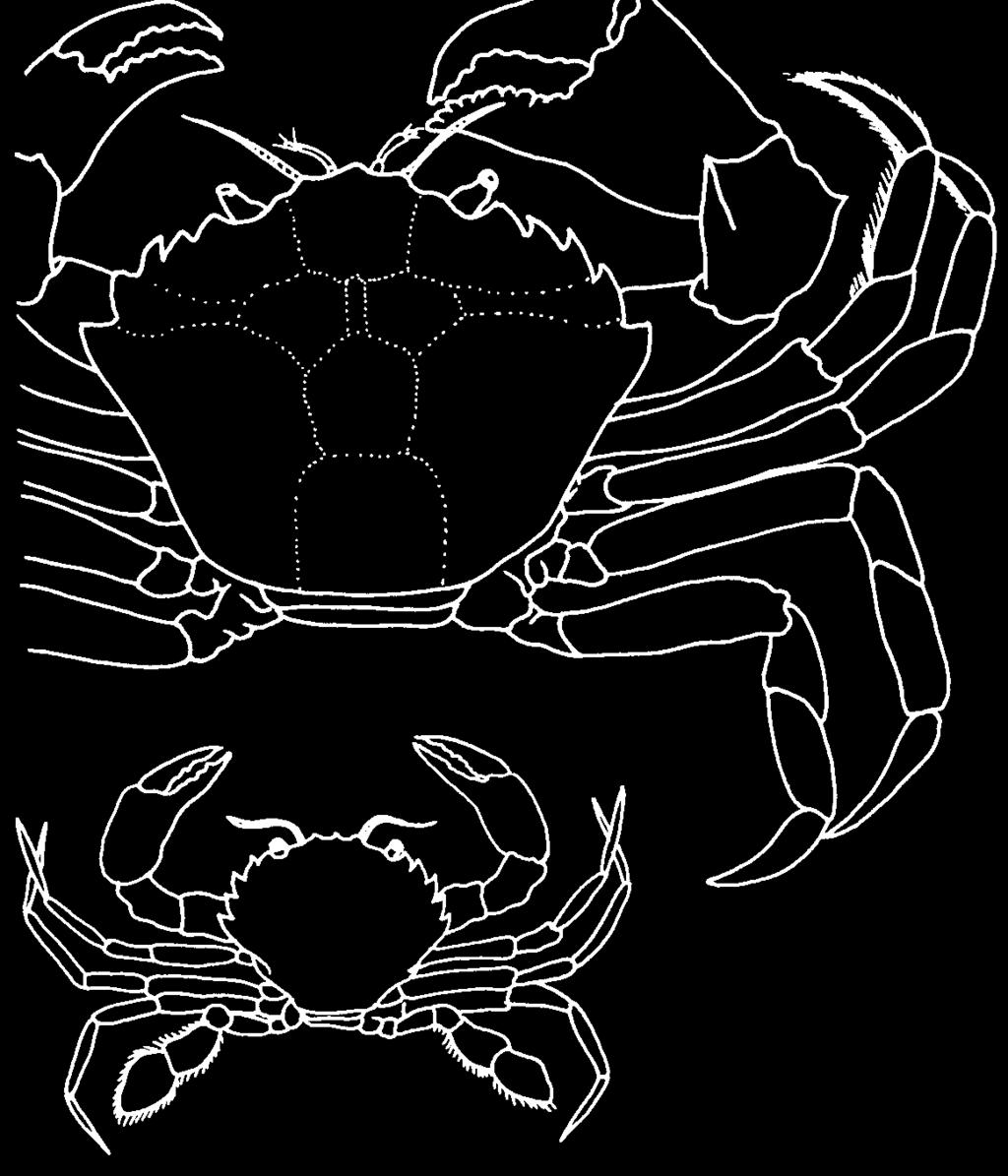 3.2. Eumalacostraca