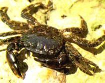 Eumalacostraca) a.2.