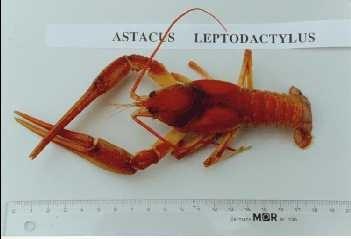 Astacus leptodactylus - kecskerák 15-25 cm elég