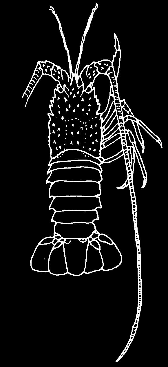 3.2. Eumalacostraca alosztály (Subclassis