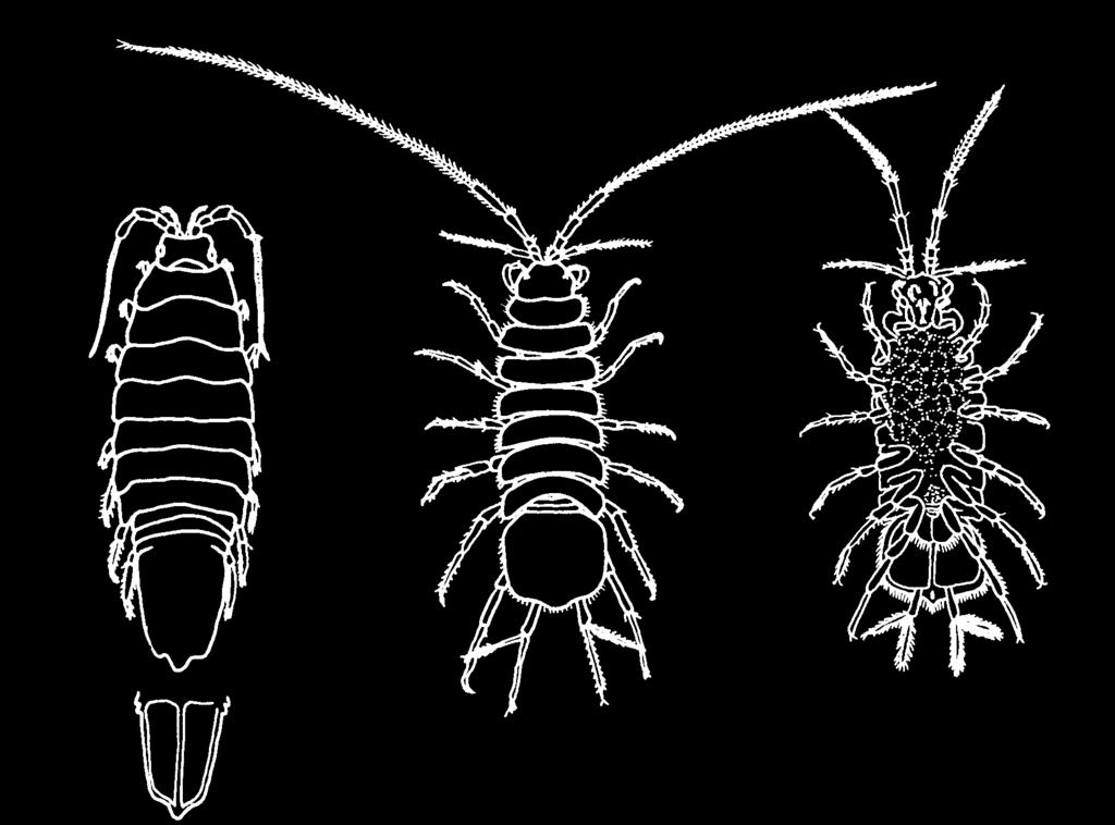 3.2. Eumalacostraca