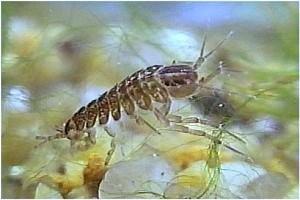 Asellus aquaticus Közönséges víziászka 1-1,5 cm gyakori lapított test szürkésbarna,